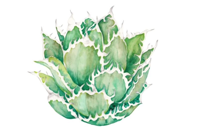 chrysanthemum