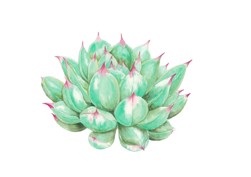 chrysanthemum
