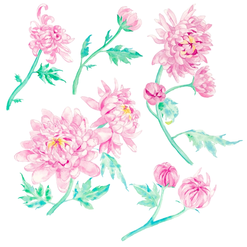 chrysanthemum