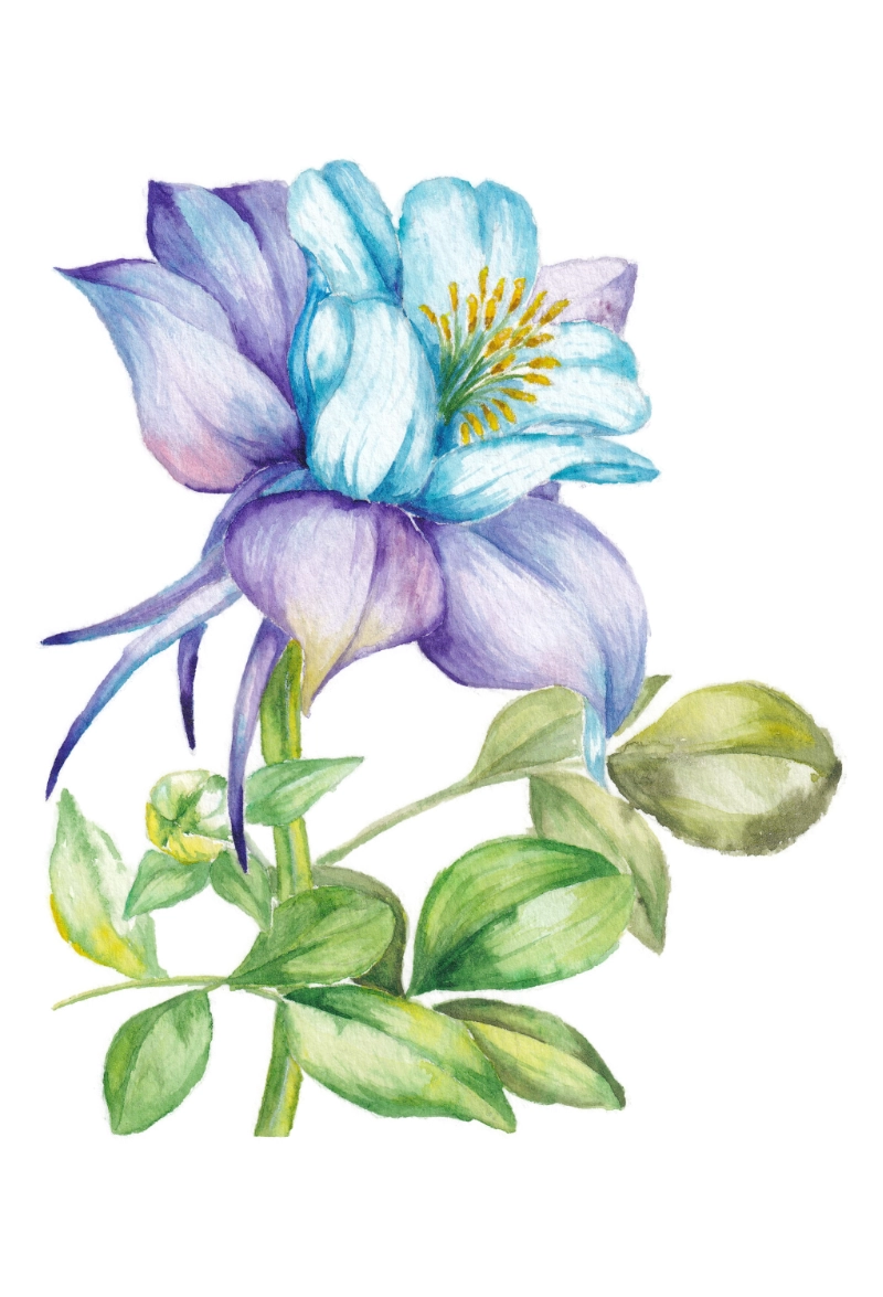 chrysanthemum