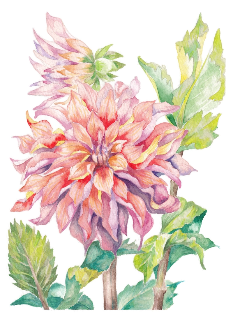 chrysanthemum