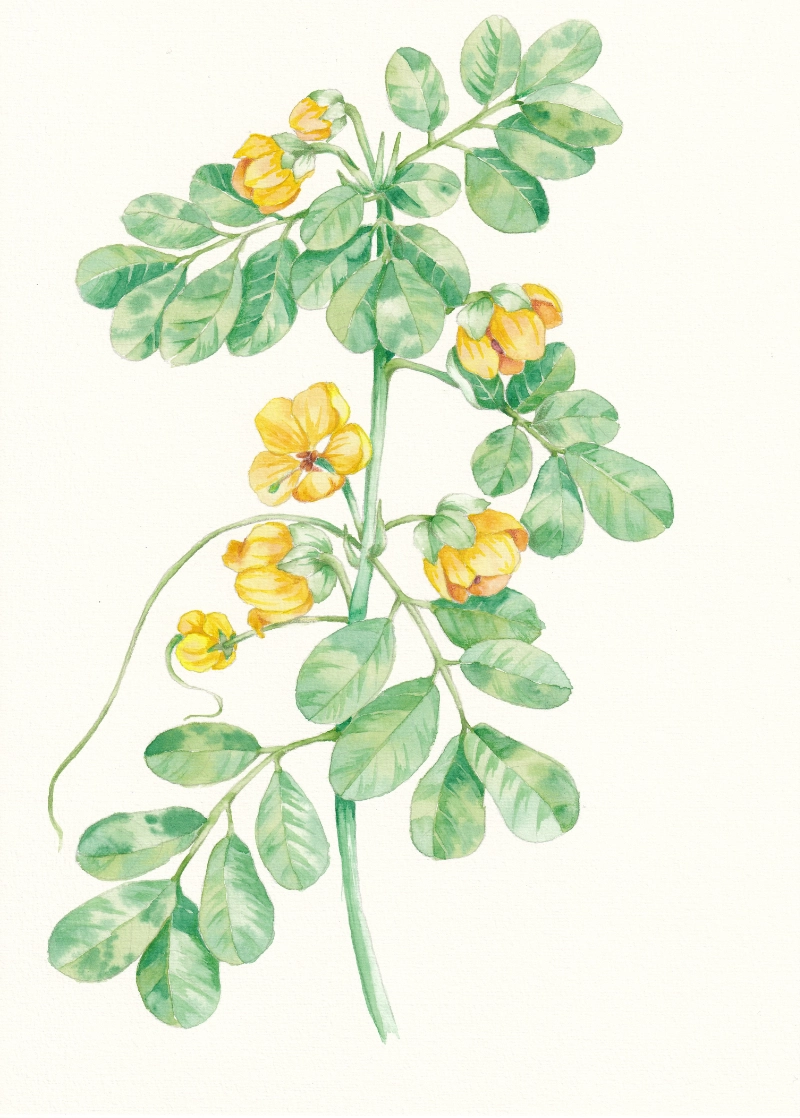 chrysanthemum