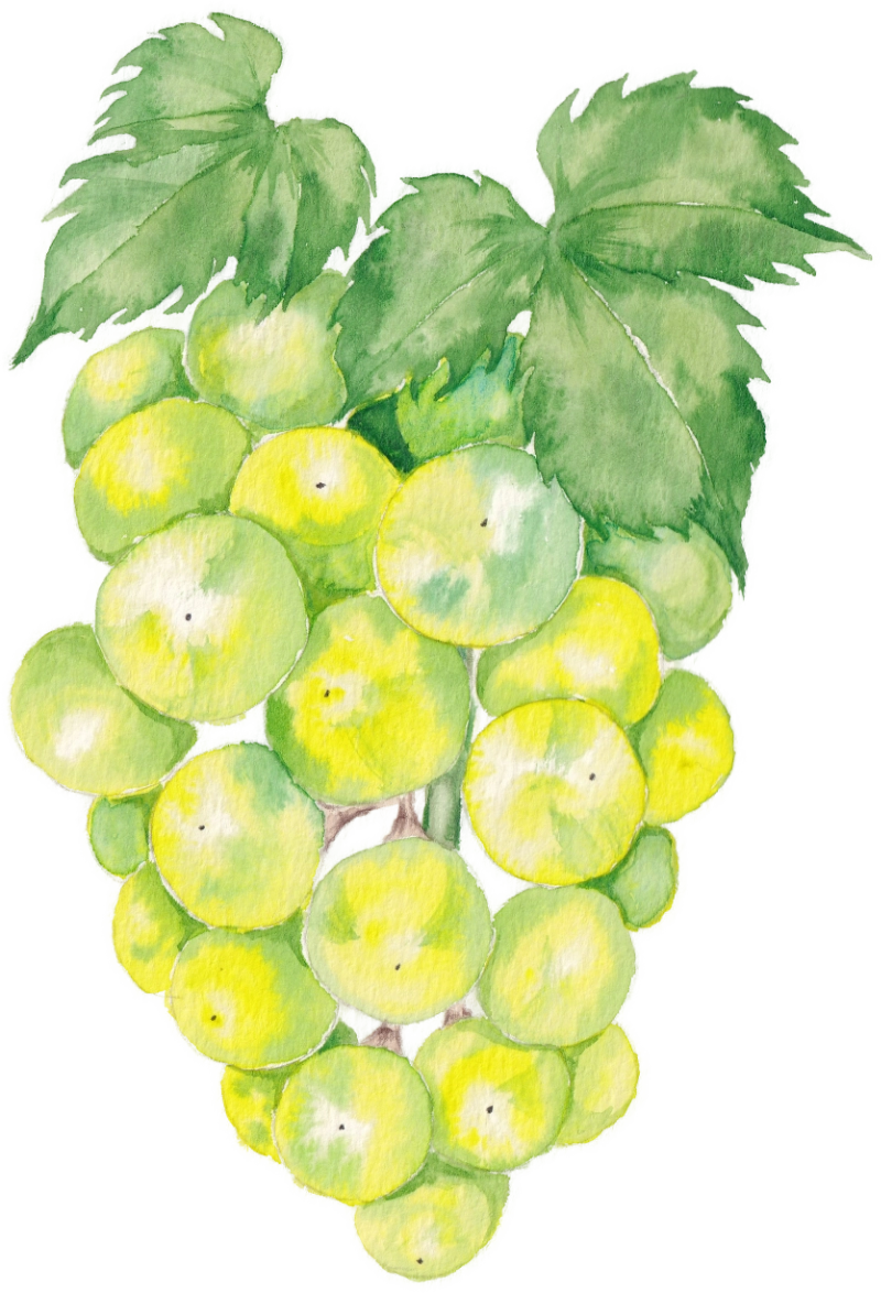 chrysanthemum