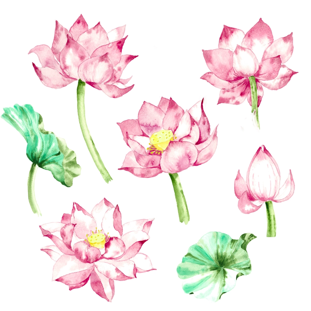 chrysanthemum