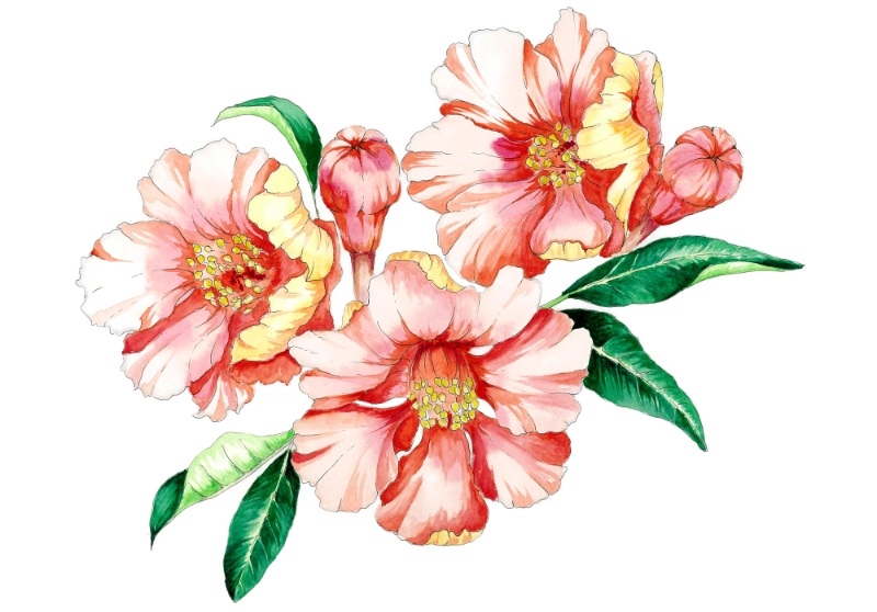 chrysanthemum