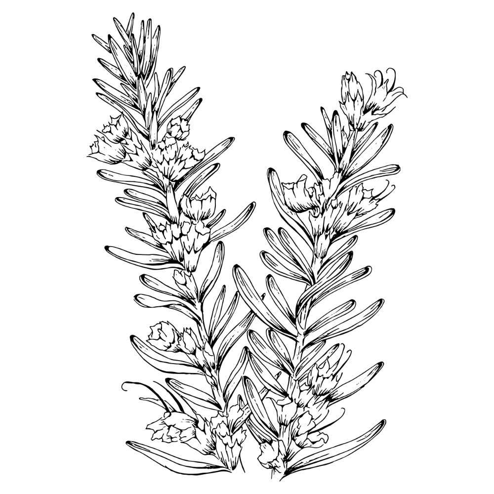 chrysanthemum